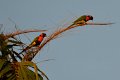 BirdsToo (1)